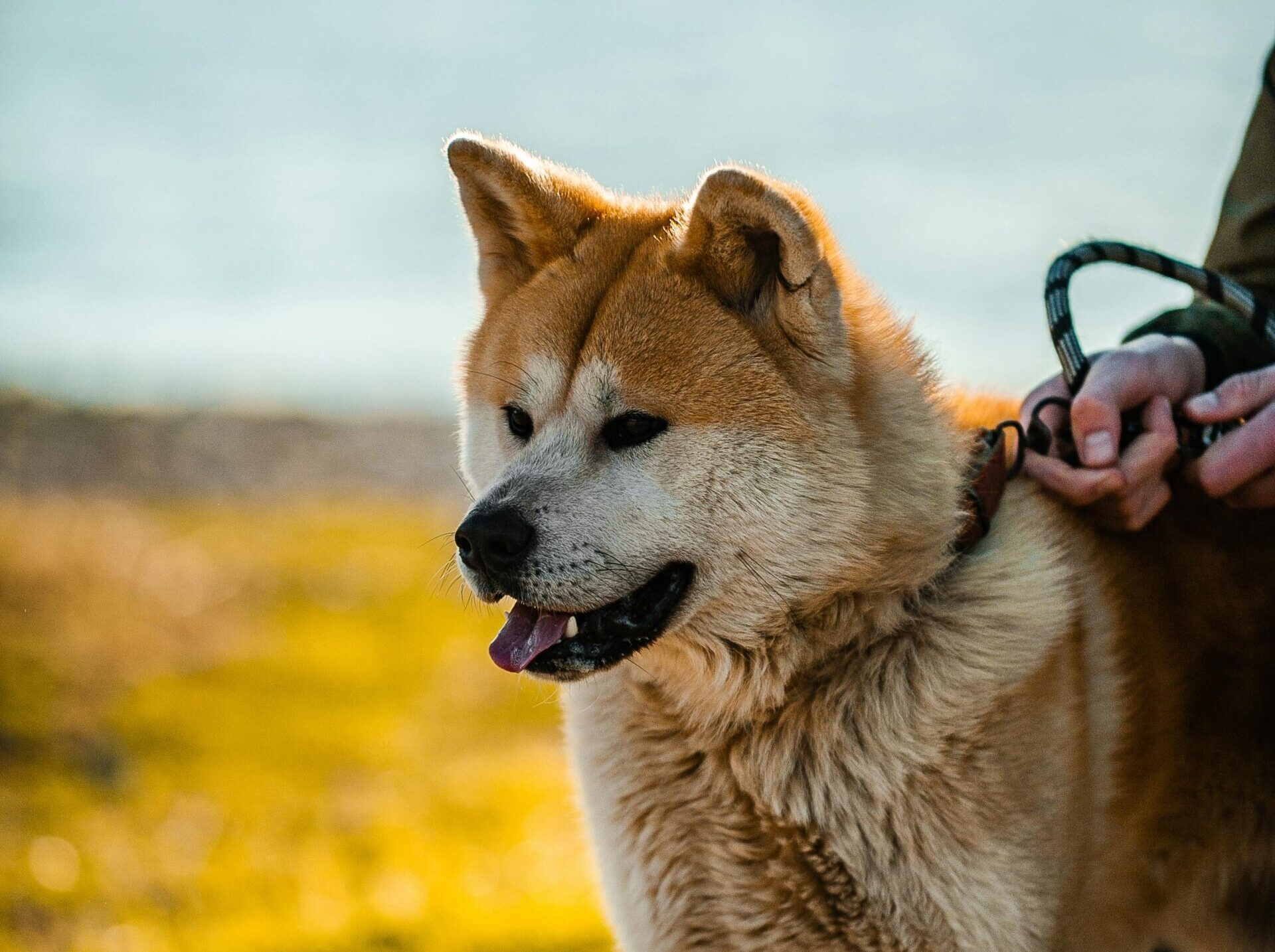 The Akita Breed: A Symbol of Loyalty and Strength - Anmlzone
