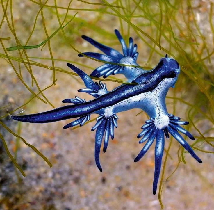 Blue Dragon Glaucus atlanticus