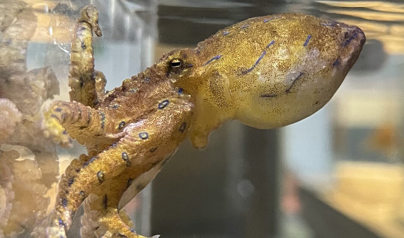 most intelligent octopuses