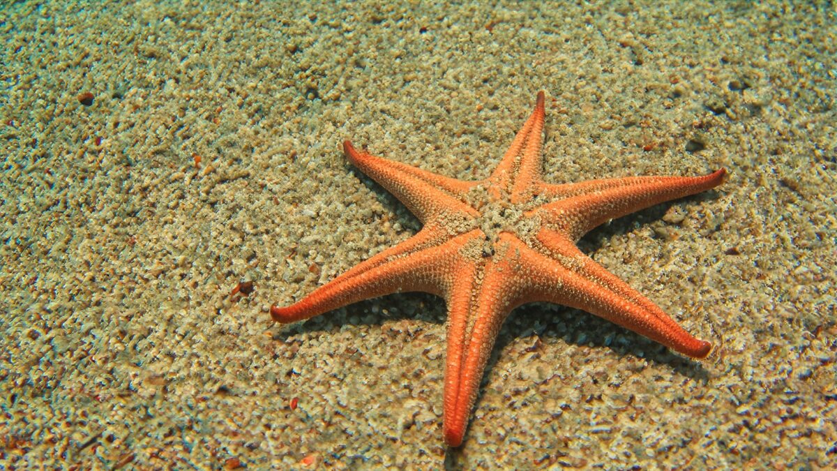 starfish