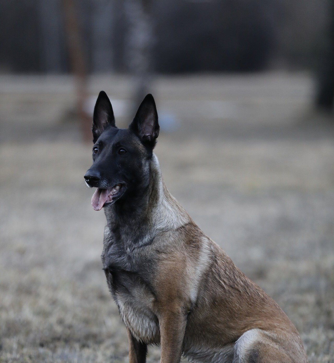 Belgian Malinois dog