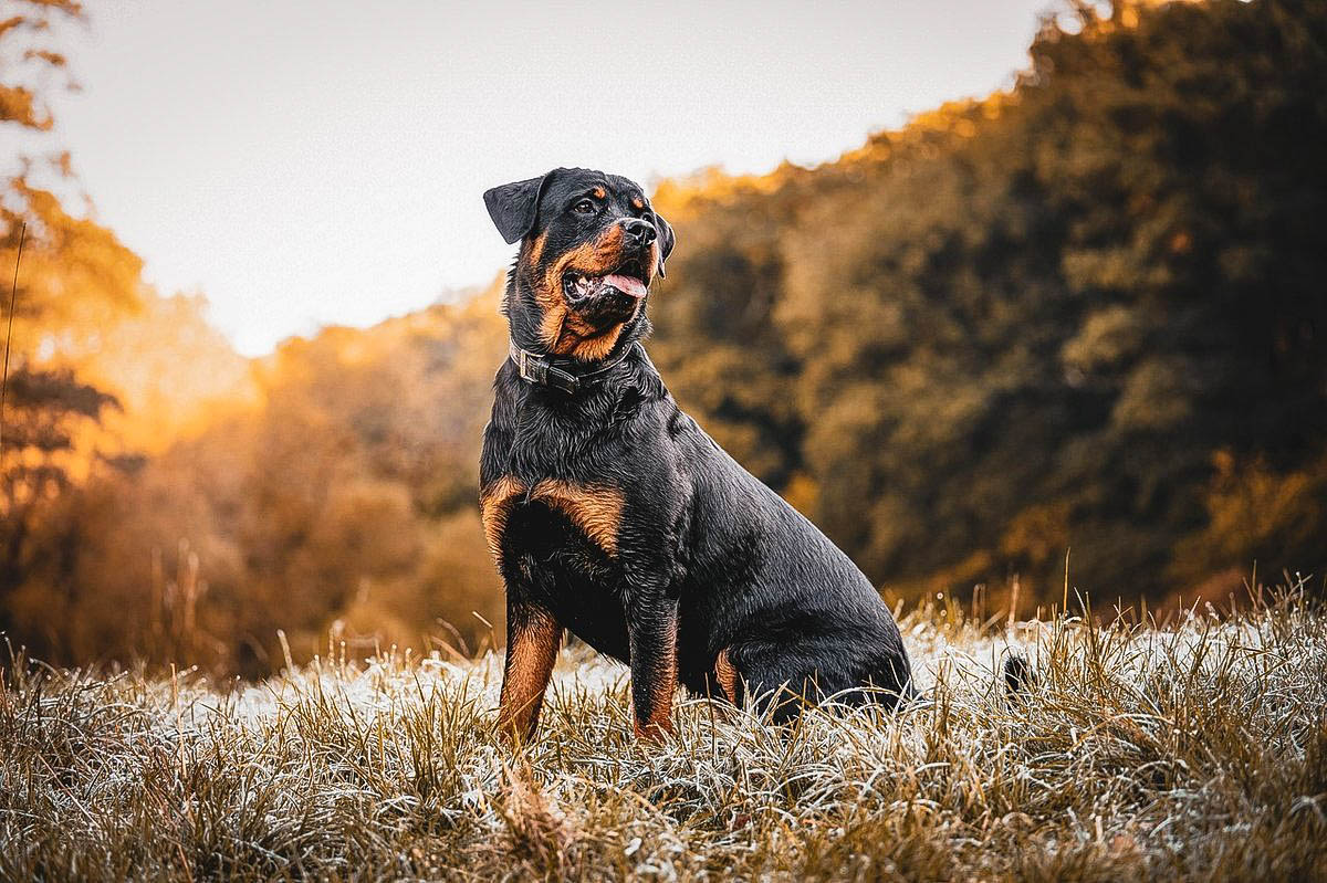Rottweiler standing confidently in nature surrounded by forest